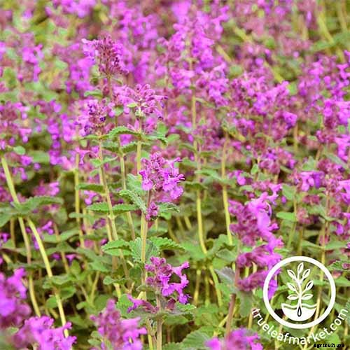 Catnip vs. Catmint – What’s the Difference?