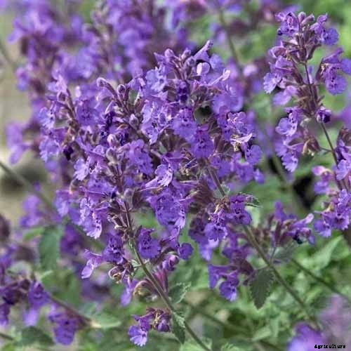 Catnip vs. Catmint – What’s the Difference?