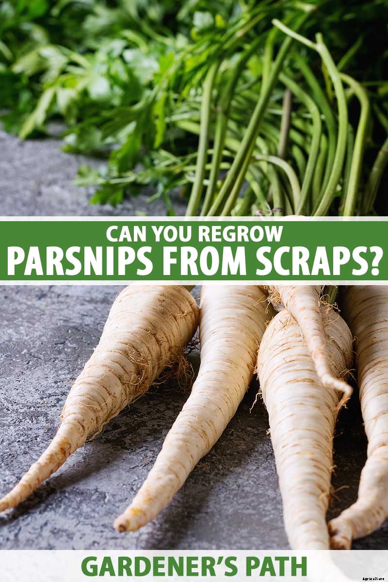 Can You Regrow Parsnips from Kitchen Scraps?