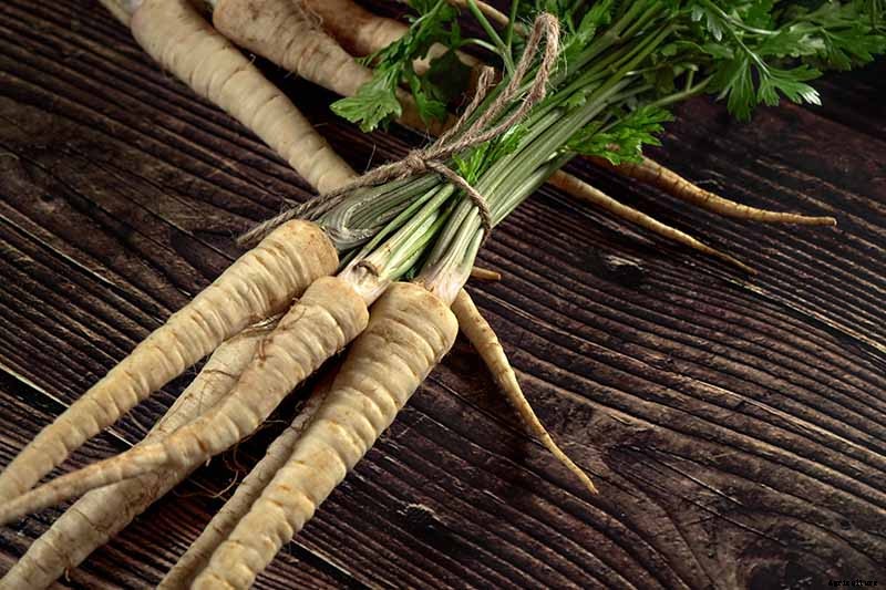 Can You Regrow Parsnips from Kitchen Scraps?