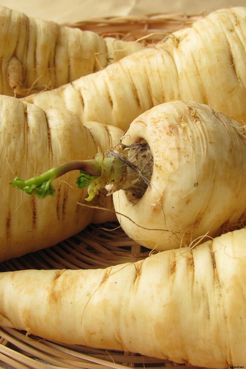 Can You Regrow Parsnips from Kitchen Scraps?