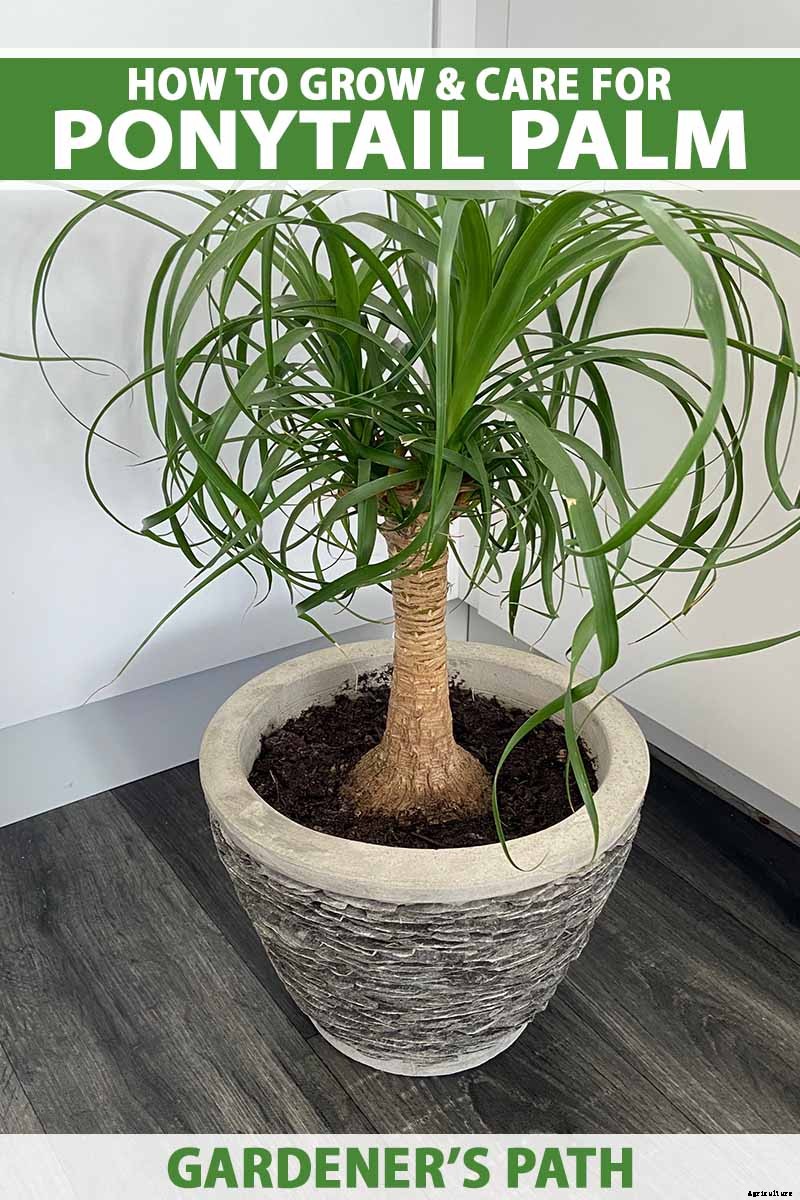 How to Grow and Care for Ponytail Palm Indoors