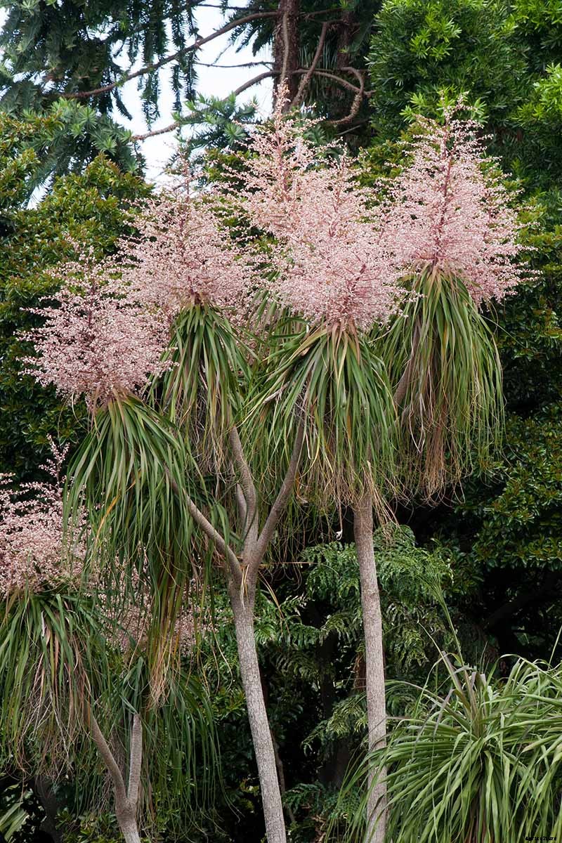 How to Grow and Care for Ponytail Palm Indoors