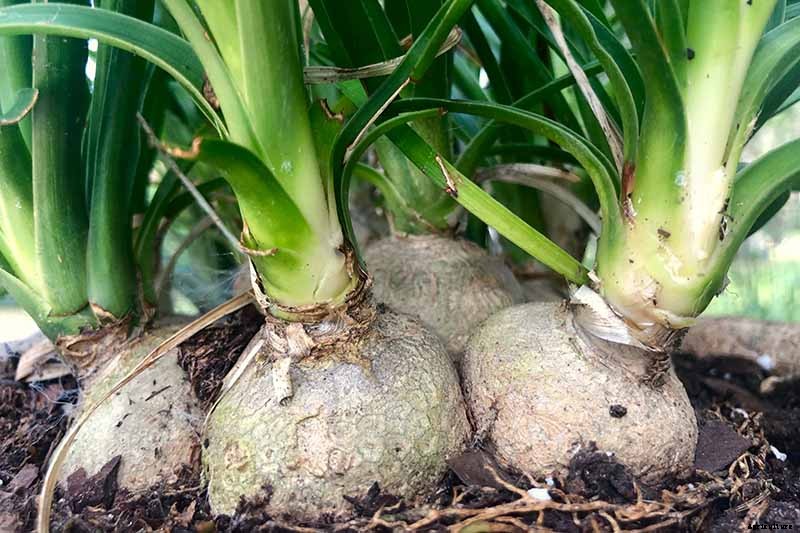 How to Grow and Care for Ponytail Palm Indoors