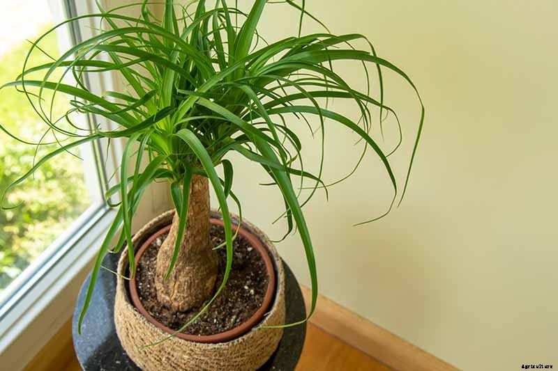 How to Grow and Care for Ponytail Palm Indoors