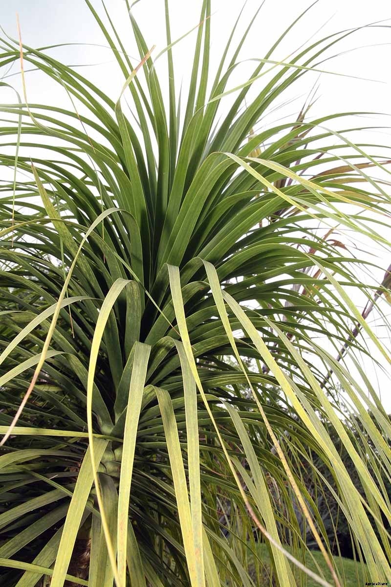 How to Grow and Care for Ponytail Palm Indoors