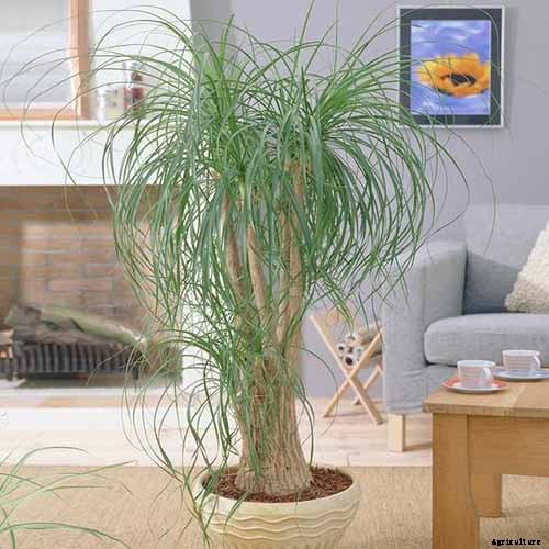 How to Grow and Care for Ponytail Palm Indoors