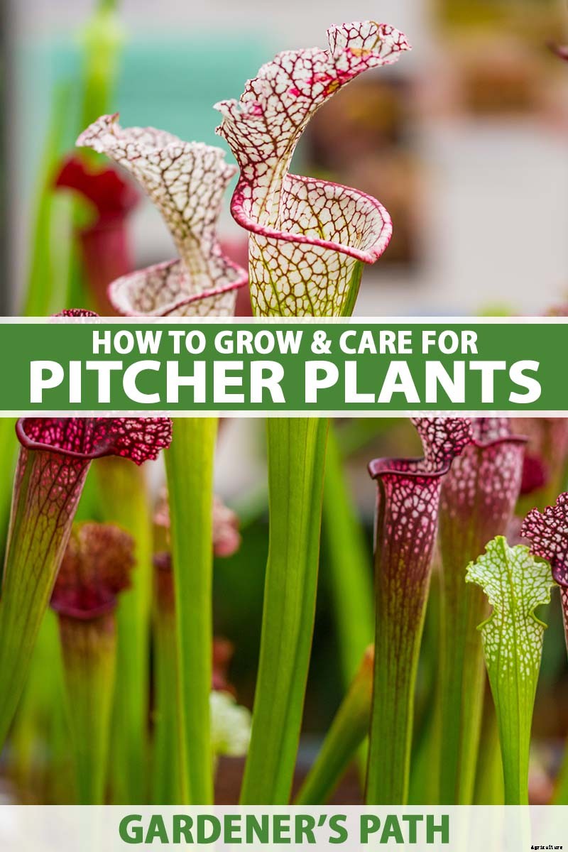 How to Grow and Care for Pitcher Plants Outdoors