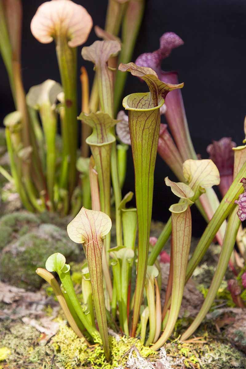 How to Grow and Care for Pitcher Plants Outdoors