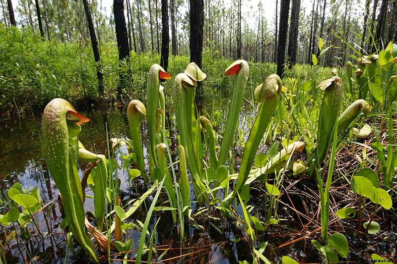 How to Grow and Care for Pitcher Plants Outdoors