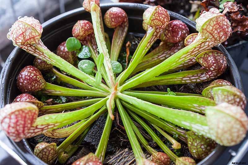 How to Grow and Care for Pitcher Plants Outdoors