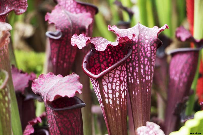 How to Grow and Care for Pitcher Plants Outdoors