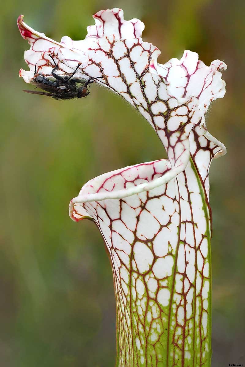How to Grow and Care for Pitcher Plants Outdoors