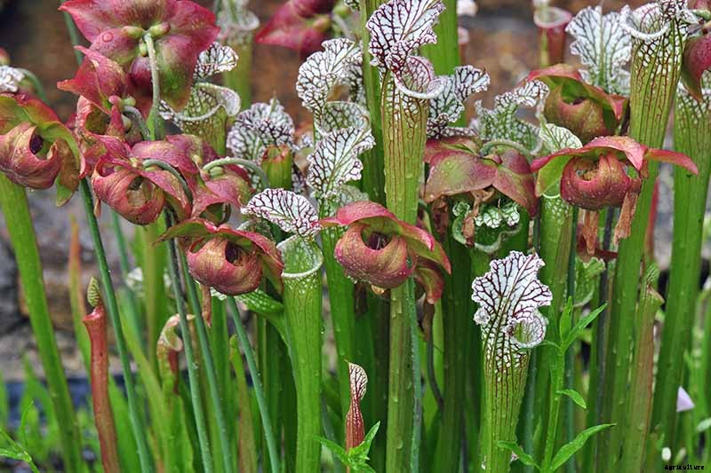 How to Grow and Care for Pitcher Plants Outdoors