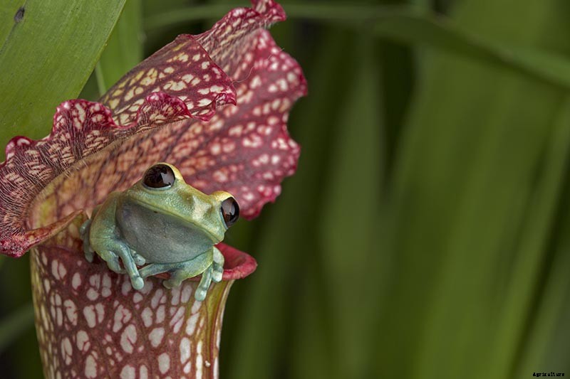How to Grow and Care for Pitcher Plants Outdoors