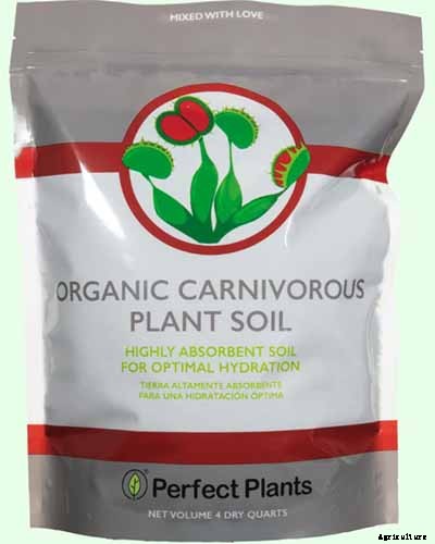 How to Grow and Care for Pitcher Plants Outdoors