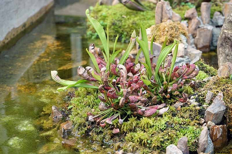 How to Grow and Care for Pitcher Plants Outdoors