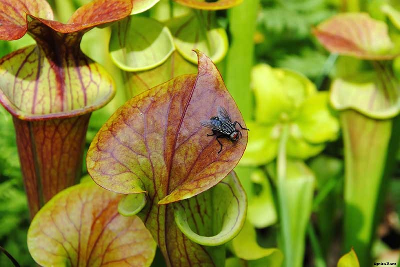 How to Grow and Care for Pitcher Plants Outdoors