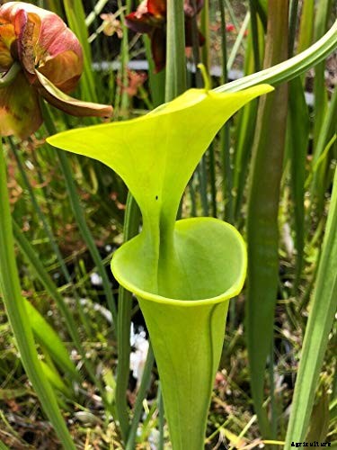 How to Grow and Care for Pitcher Plants Outdoors
