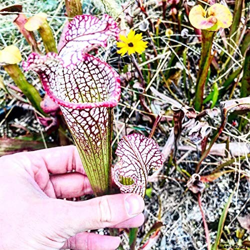 How to Grow and Care for Pitcher Plants Outdoors