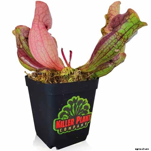 How to Grow and Care for Pitcher Plants Outdoors