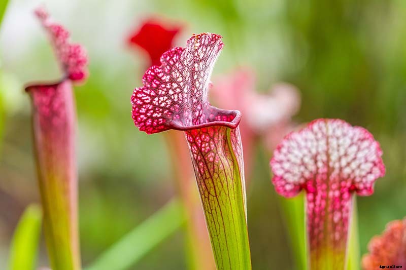 How to Grow and Care for Pitcher Plants Outdoors