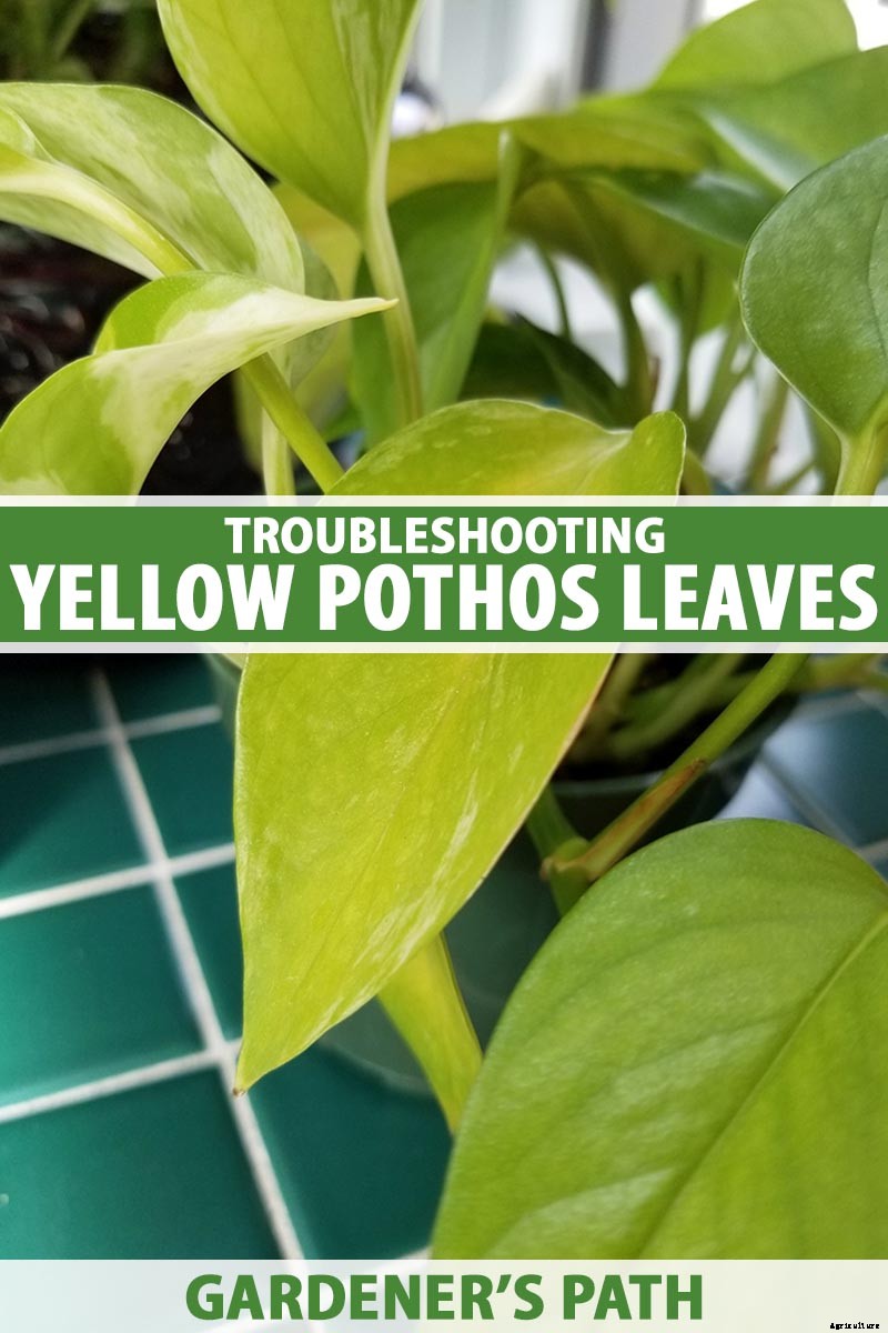 My Pothos Leaves Are Turning Yellow! What’s Wrong and What to Do