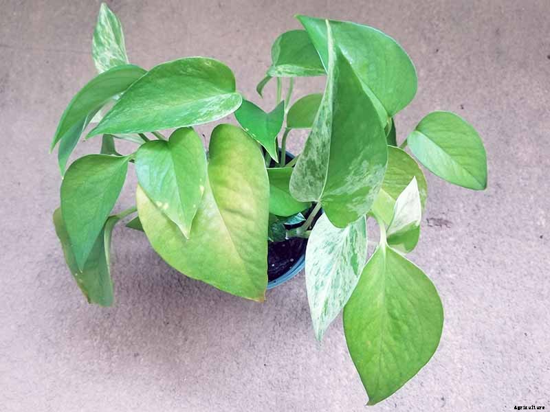 My Pothos Leaves Are Turning Yellow! What’s Wrong and What to Do