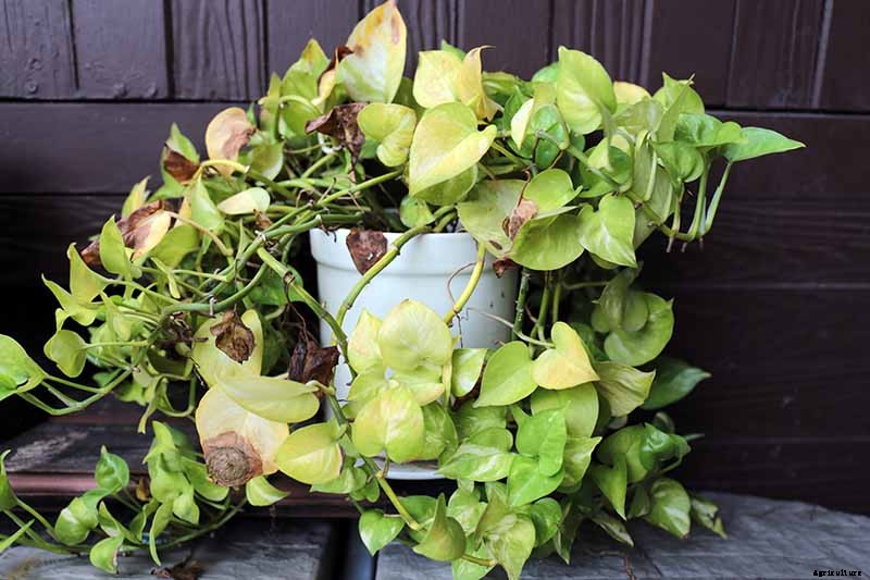 My Pothos Leaves Are Turning Yellow! What’s Wrong and What to Do