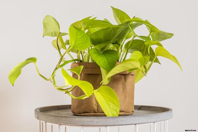 My Pothos Leaves Are Turning Yellow! What’s Wrong and What to Do