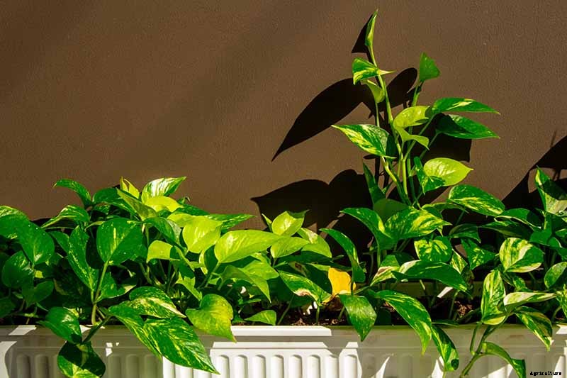My Pothos Leaves Are Turning Yellow! What’s Wrong and What to Do