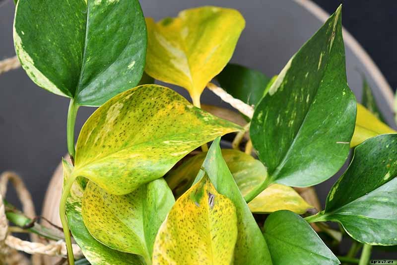 My Pothos Leaves Are Turning Yellow! What’s Wrong and What to Do
