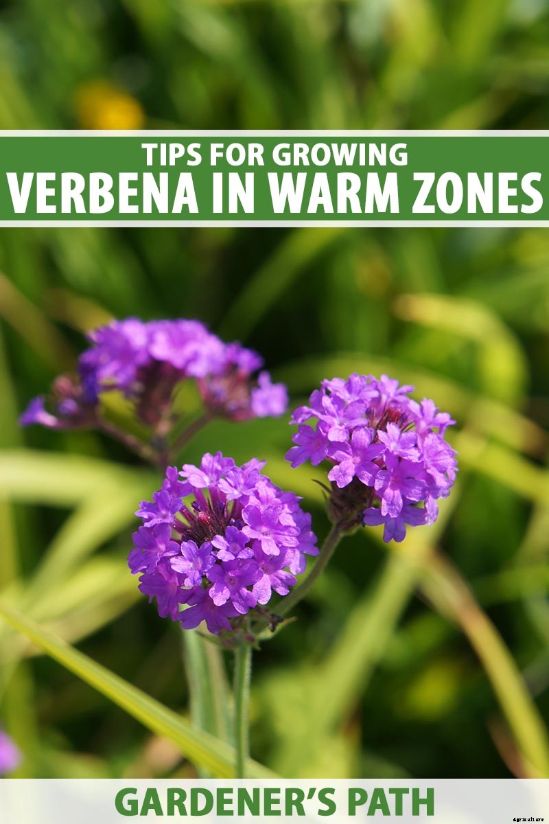 How to Grow Verbena in the South or Southwest
