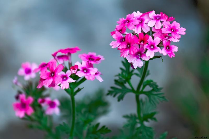 How to Grow Verbena in the South or Southwest
