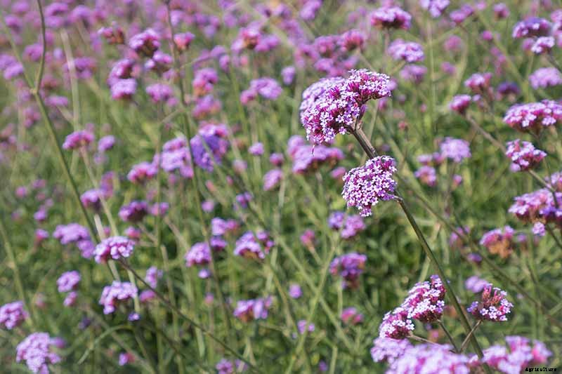 How to Grow Verbena in the South or Southwest