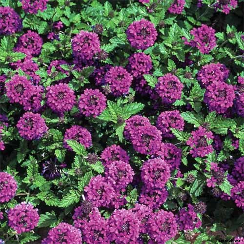 How to Grow Verbena in the South or Southwest