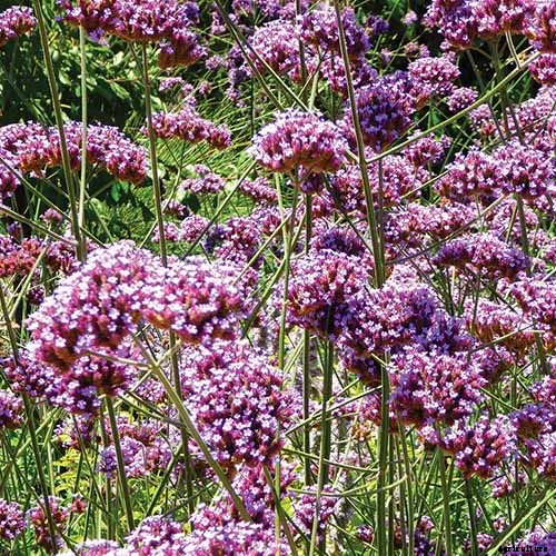 How to Grow Verbena in the South or Southwest