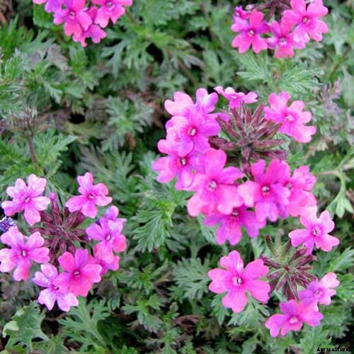 How to Grow Verbena in the South or Southwest