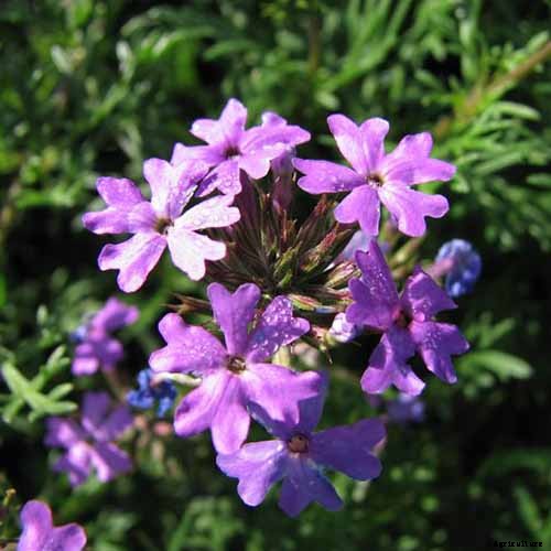How to Grow Verbena in the South or Southwest