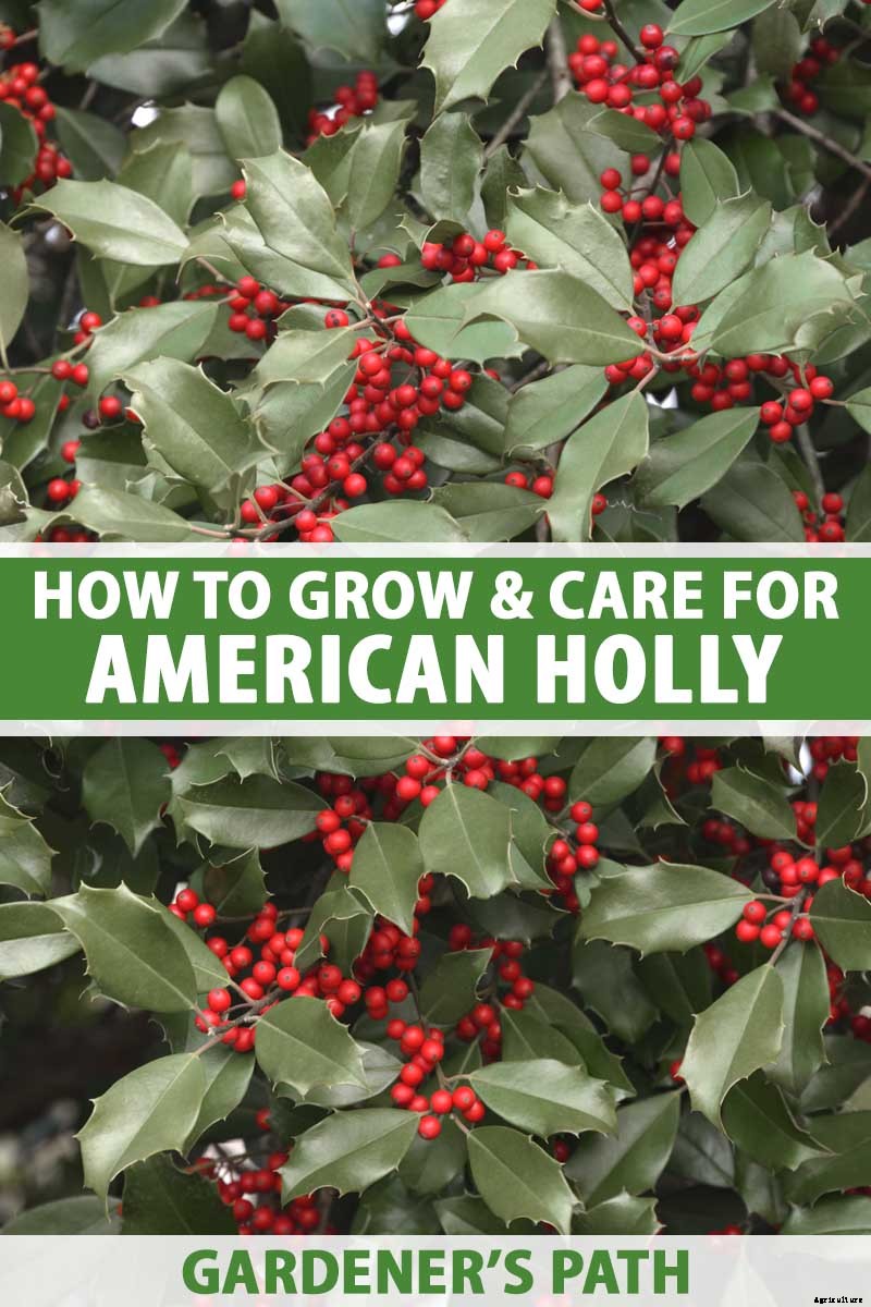 How to Grow and Care for American Holly Trees