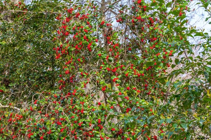 How to Grow and Care for American Holly Trees