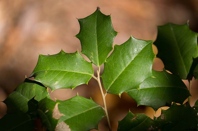 How to Grow and Care for American Holly Trees