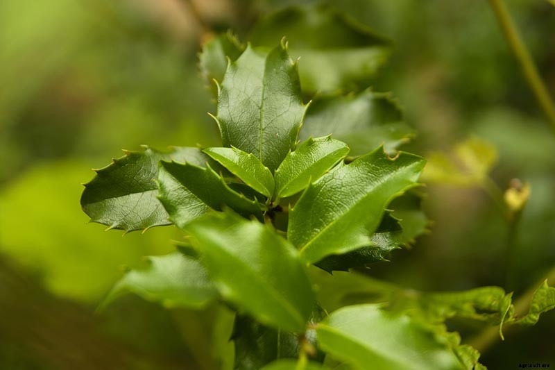 How to Grow and Care for American Holly Trees