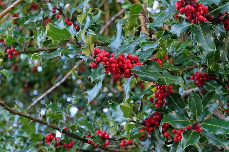 How to Grow and Care for American Holly Trees