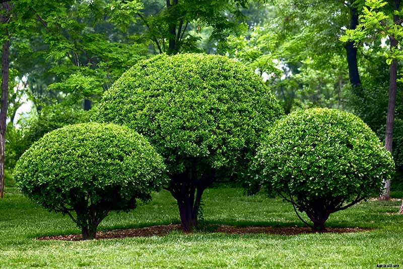 How to Grow and Care for American Holly Trees