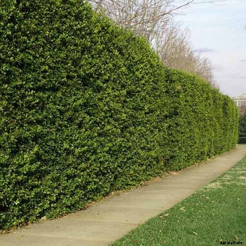 How to Grow and Care for American Holly Trees