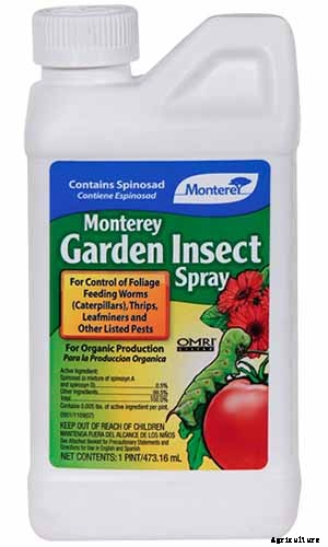 How to Grow and Care for American Holly Trees