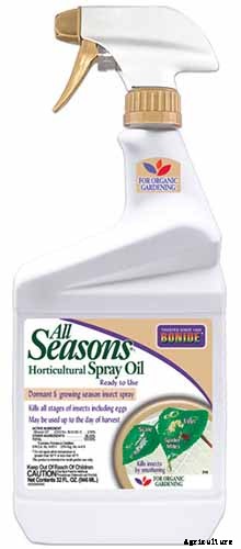 How to Grow and Care for American Holly Trees