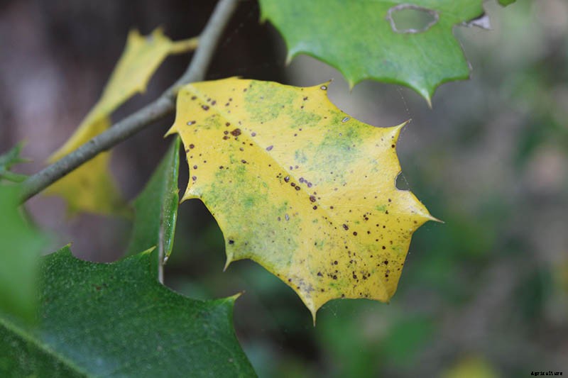 How to Grow and Care for American Holly Trees
