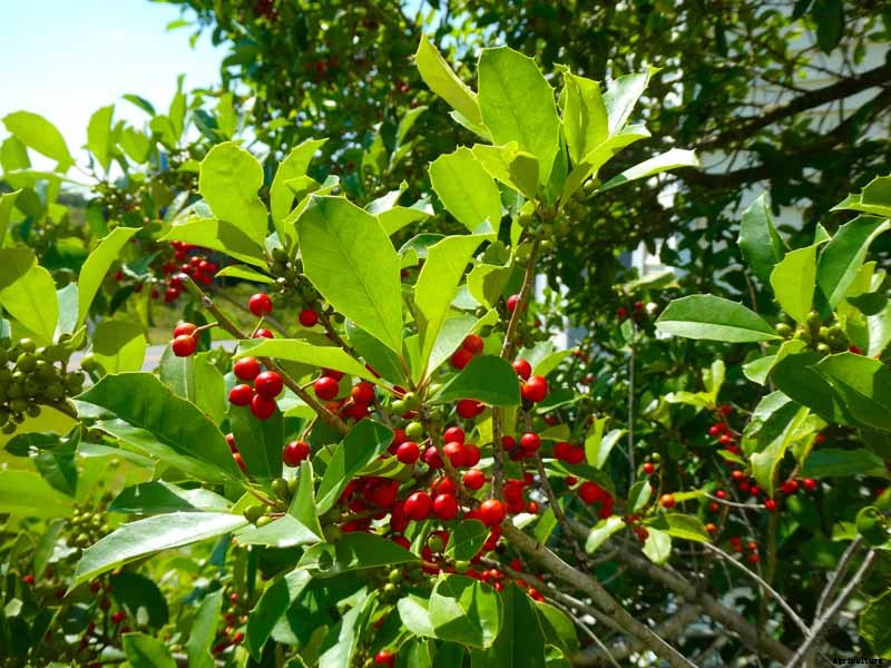 How to Grow and Care for American Holly Trees